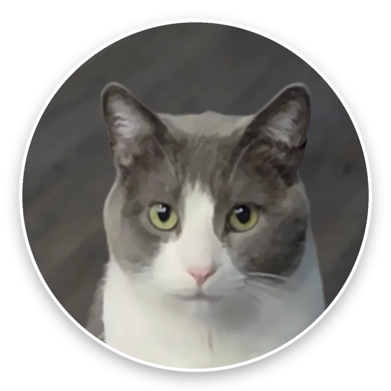 Socks the cat, Stocks4Socks chart-review buddy
